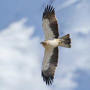 Booted Eagle